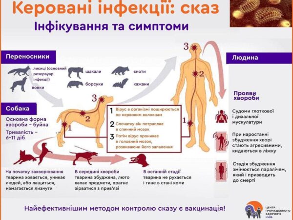 Сказ: інфікування та симптоми