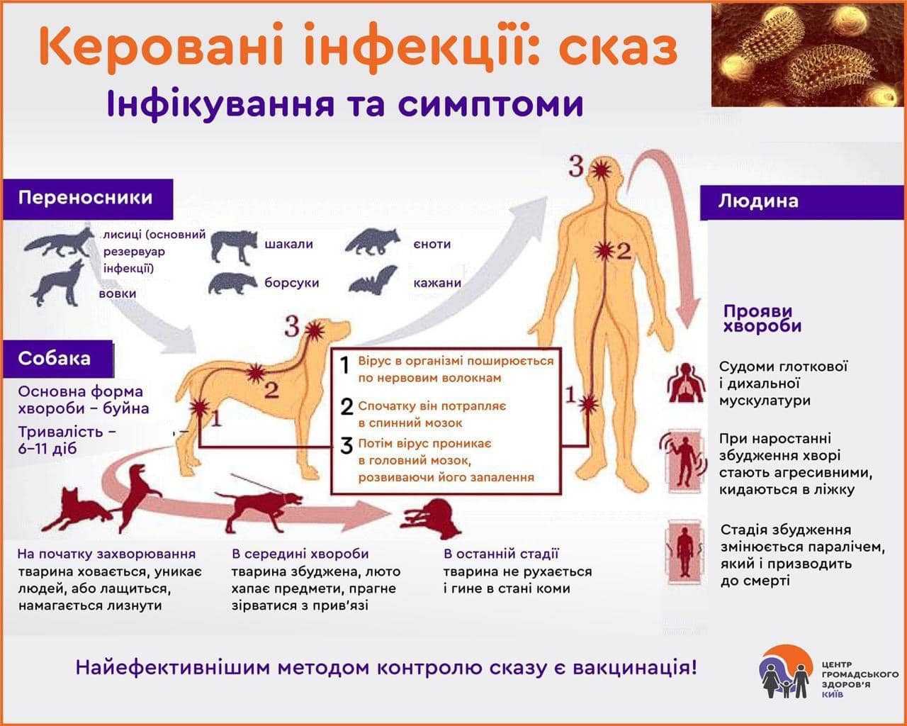 Сказ: інфікування та симптоми